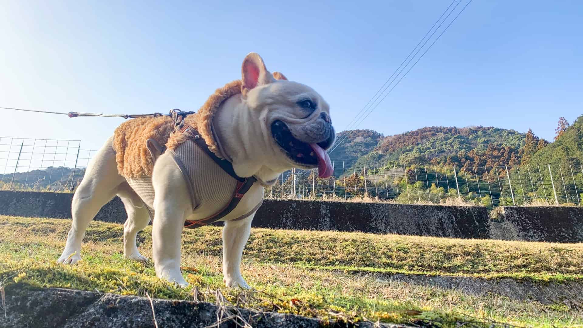 ペットとの旅行に欠かせない持ち物