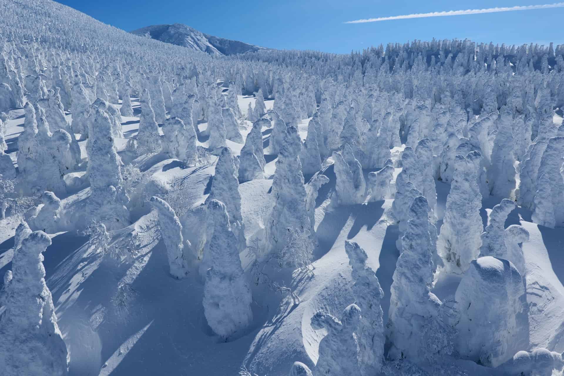 雪上車やゴンドラで樹氷を観測できるおすすめ観光スポット